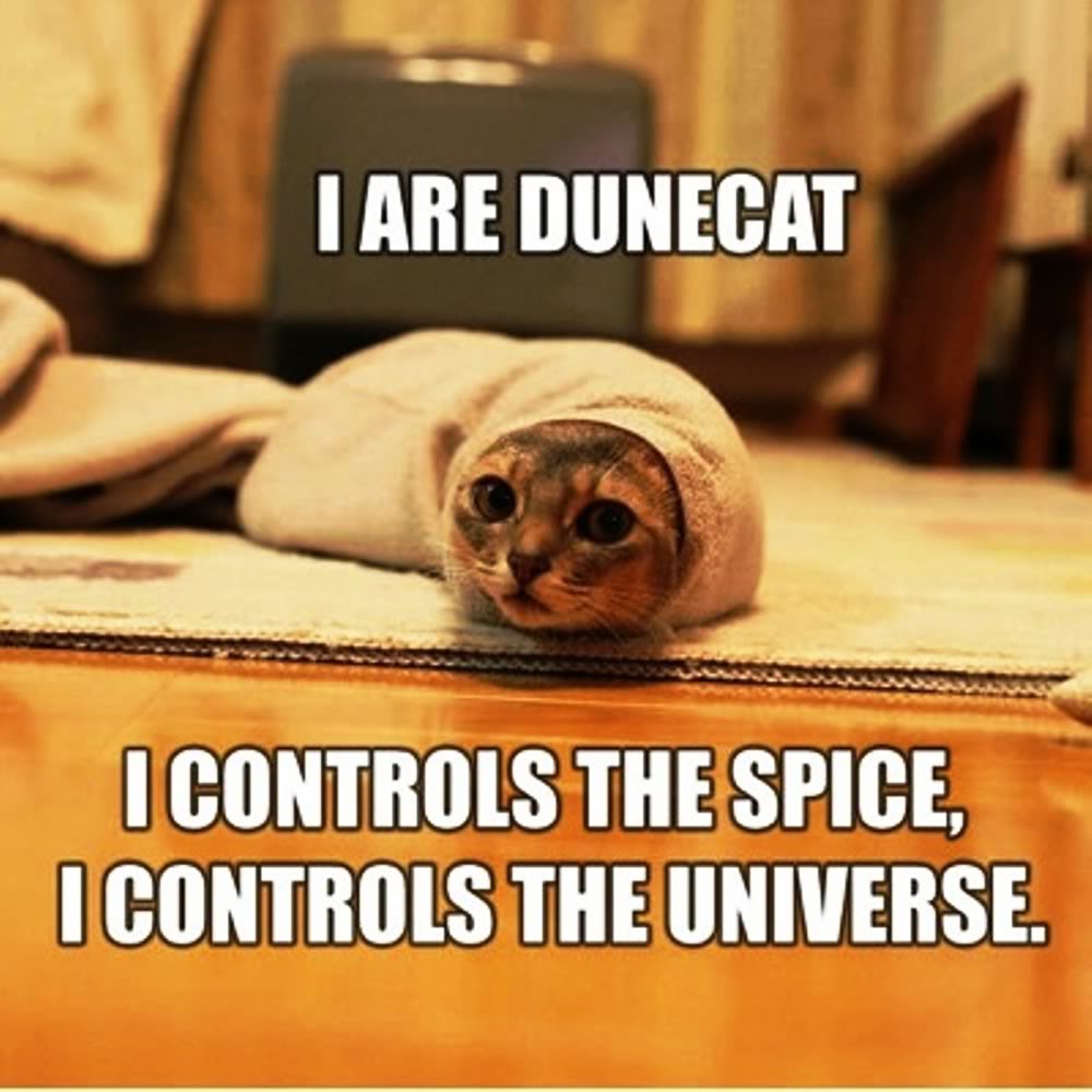 I are. Шпайш. Dunecat. Дюна мемы. Дюна кот.